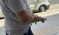 Edirne'de kedi yavrusu, motor bölümüne girdiği araçların sahiplerine zor anlar yaşattı