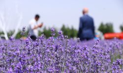 Tekirdağ'ın mor tarlalarında foto safari