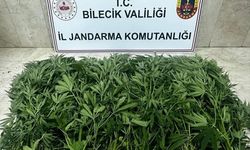 Bilecik'te Hint keneviri yetiştirdikleri iddiasıyla 2 zanlı tutuklandı