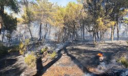 Çanakkale'nin Ayvacık ilçesinde çıkan orman yangınına müdahale ediliyor