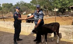 Edirne'de kayıp buzağı, jandarmanın dron destekli çalışmasıyla bulundu