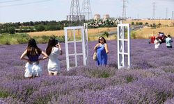 Tekirdağ'da turistlerin ilgi odağı haline gelen lavanta tarlaları çok sayıda ziyaretçiyi ağırladı