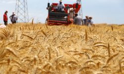 Tekirdağ'da üniversitenin tescil için geliştirdiği buğday çeşitlerinin hasadı yapıldı