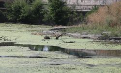 Tunca Nehri'nin bazı bölümlerinde kuraklık nedeniyle su akışı durdu