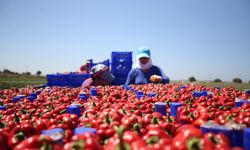 Çanakkale'de kapya biber tarla günü etkinliği düzenlendi