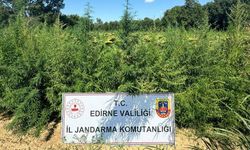 Edirne'de iki tarlada 49 bin 500 kök Hint keneviri ele geçirildi