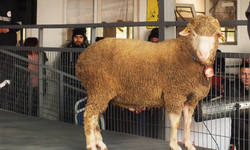 1 Milyon 110 Lira Değerinde Rekor Koç