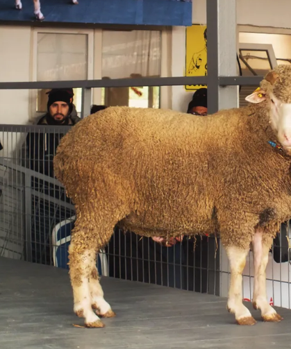 1 Milyon 110 Lira Değerinde Rekor Koç