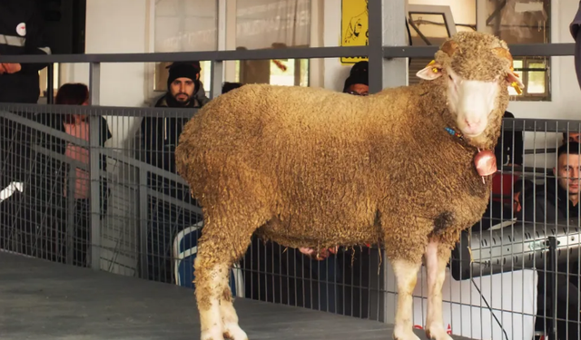 1 Milyon 110 Lira Değerinde Rekor Koç