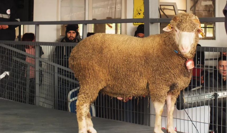 1 Milyon 110 Lira Değerinde Rekor Koç